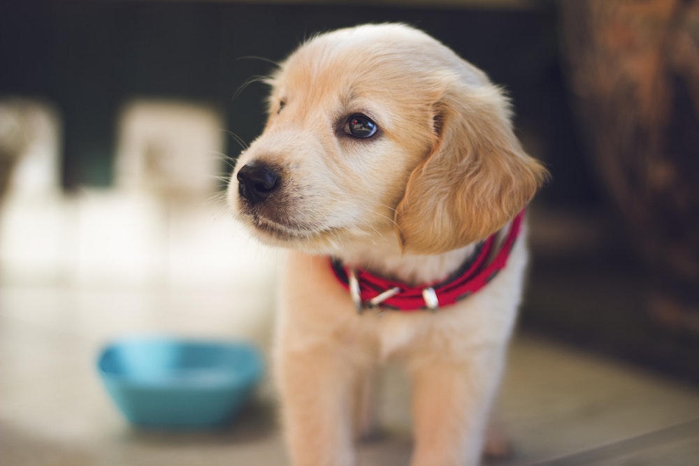 pet health insurance Danbury, CT